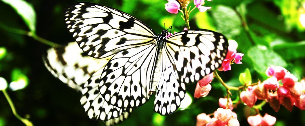 Phuket-Butterfly-Garden-Insect-World