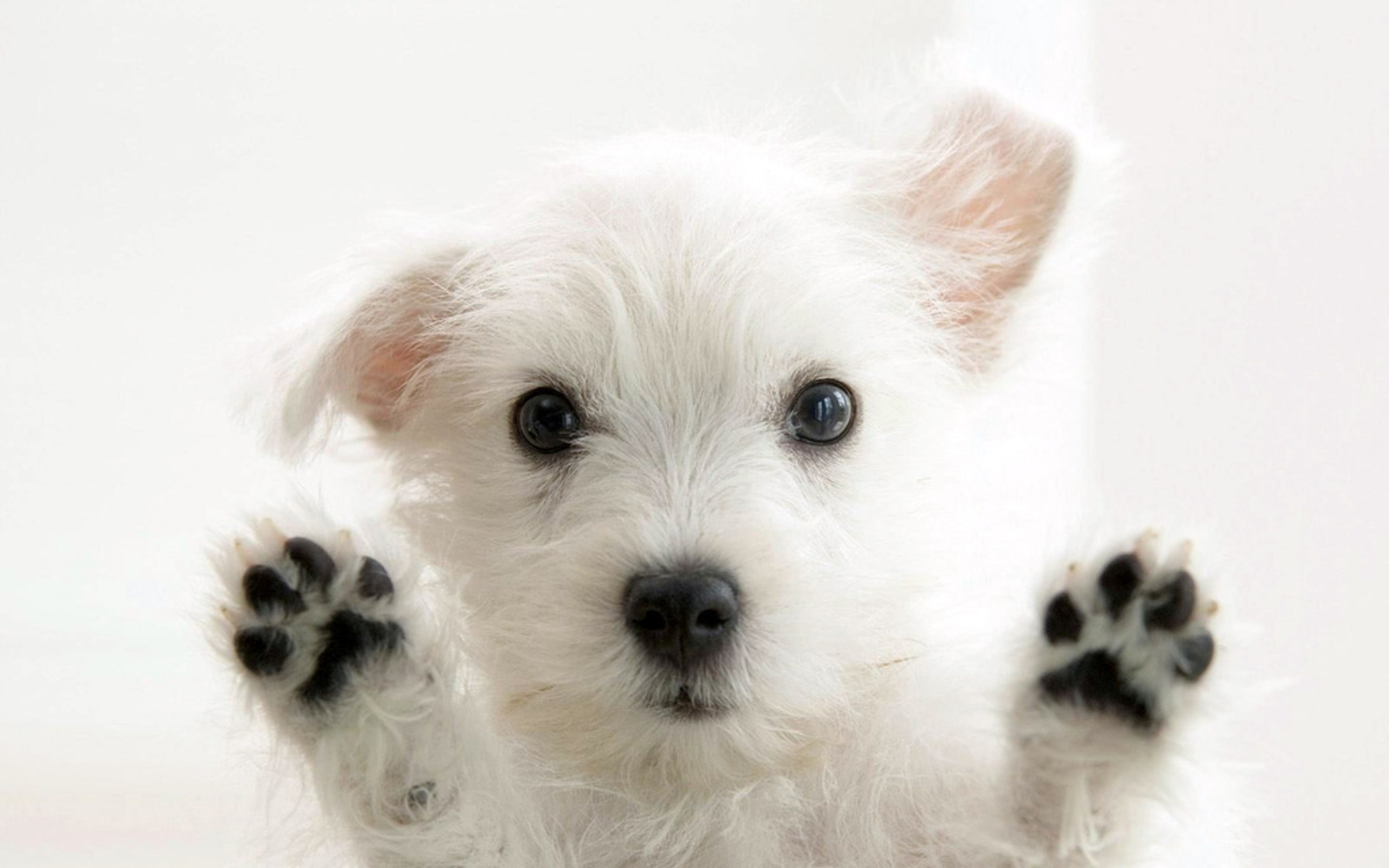 pics-of-cute-puppy-dogs